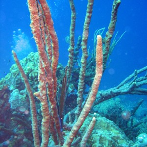 Hiding Trumpet fish in Bonaire