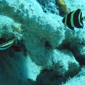 Juv. French Angelfish in Bonaire