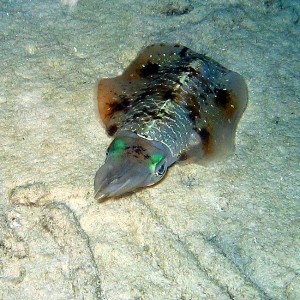 Reef Squid at night in Bonaire