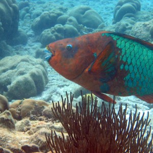 Rainbow Parrotfish in Bonaire