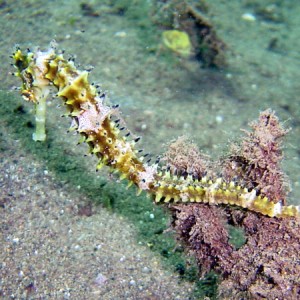 SMY Ondina 2005 - Sea Horse in Maumere