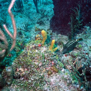 FLL Filefish