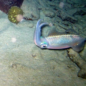 Reef Squid at night