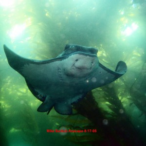 Bat ray published in CDN magazine-Oct. Issue