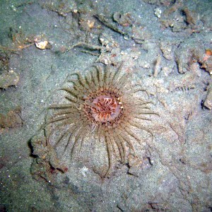 Anemone in the LJ Canyon