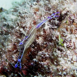 Pedersen's shrimp