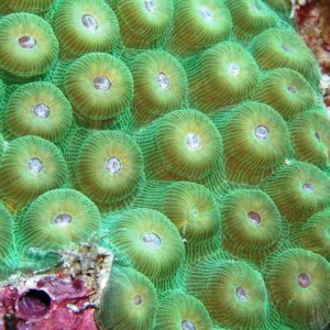 Brain coral?