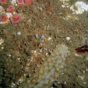 Yukon Nudi