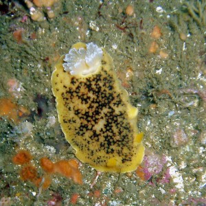 Feeding Nudi