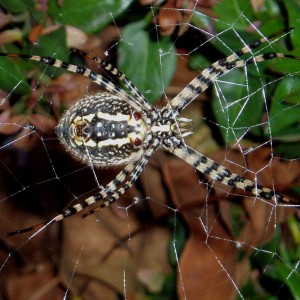 Starbucks spider