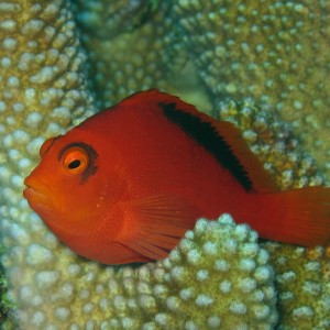 Flame Hawkfish