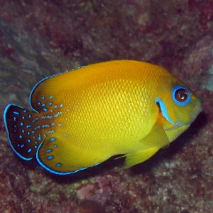 Lemonpeal Angelfish Hybrid