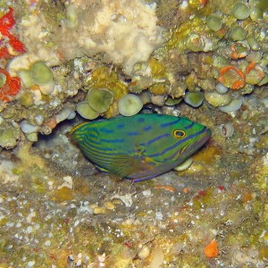 Fish_-_Harlequin_Hind