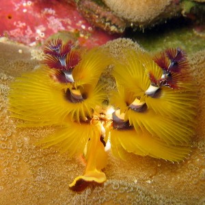 Yellow Tube Worm