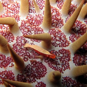 Crown of thorns Shrimp