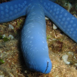 Blue Starfish