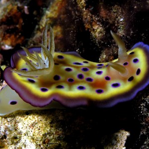 Nudibranch