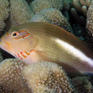 Arc Eye Hawkfish