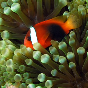 Green and Red