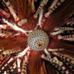 Macro of Sea Urchin at Night
