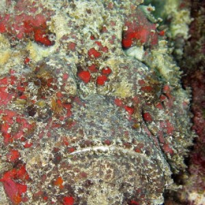 Stonefish Face