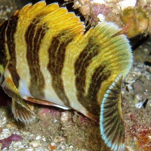 Banded Tree fish