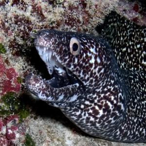 Spotted Moray Eel