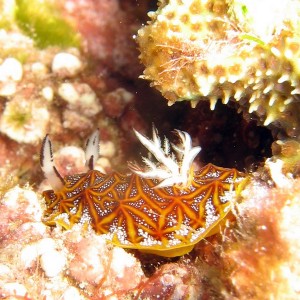Nudibranch - Halgerda tessellata