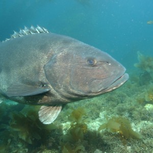 Giant Sea Bass in Catalina
