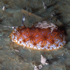 Halgerda tessellata