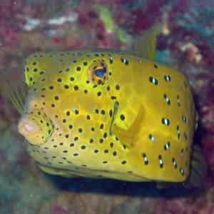 Yellow Boxfish