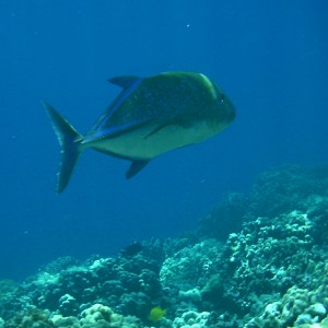 bluefin trevally