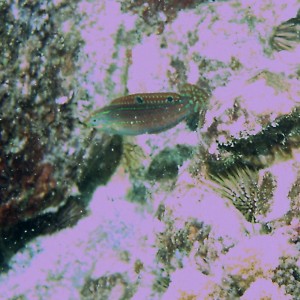 ornate wrasse