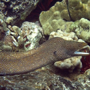 whitemouth moray