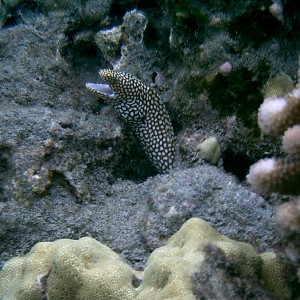 whitemouth moray