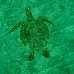 turtle