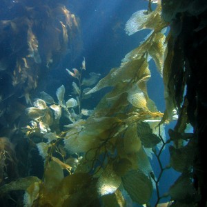 Kelp in the Sunlight