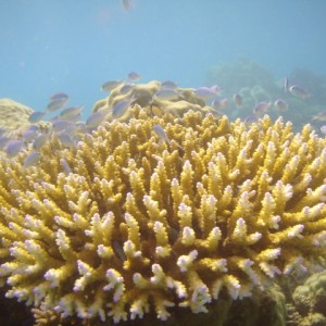 Great barrier reef