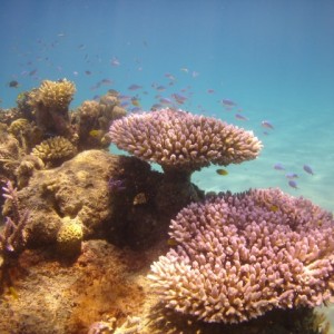 Great barrier reef