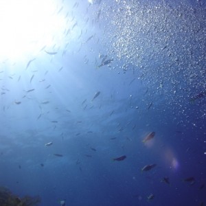 Great barrier reef