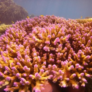 Great barrier reef