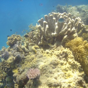 Great barrier reef