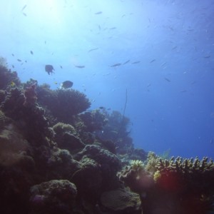 Great barrier reef