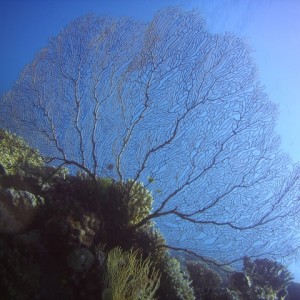 Great barrier reef