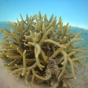 Great barrier reef