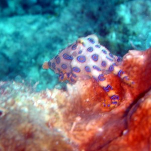 Blue Ringed Octopus @ Recep 1 (Kapalai)