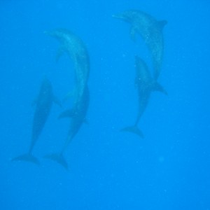Dolphins Dancing