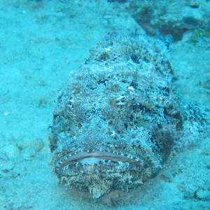 Scorpion Fish