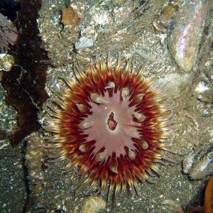 Anemone (in Mexico)