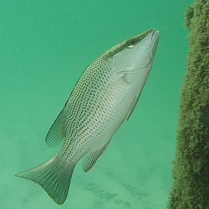 Grey snapper